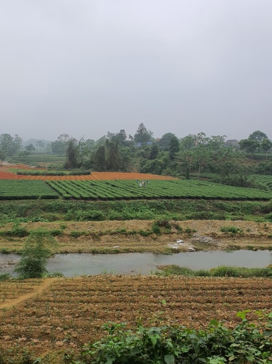 Bên này là ngôi nhà Bác ở (đồi Thành Trúc) bên kia suối là cơ quan ngoại giao. Bác qua lại bằng chiếc cầu treo làm bằng dây mây buộc qua 2 cây cổ thụ.