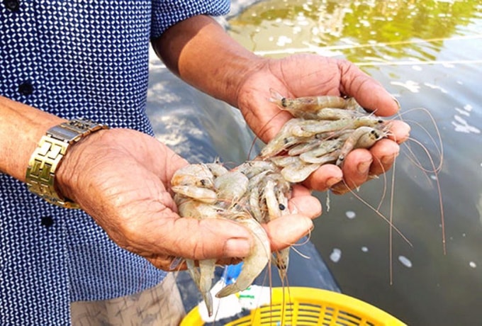 Tôm chết hàng loạt vì nắng nóng, nhiều hộ nuôi ngồi trên đống lửa. Ảnh: TL