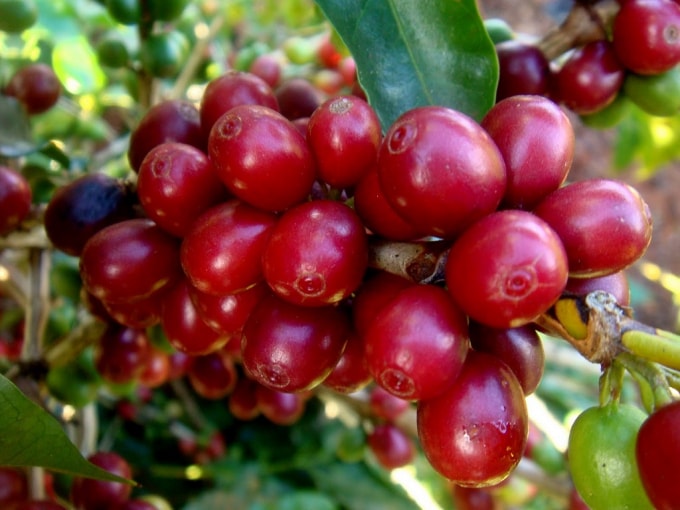 Cà phê đầu tuần mới đi ngang, giá cà phê cao nhất là 31.300 đồng/kg. Ảnh: TL