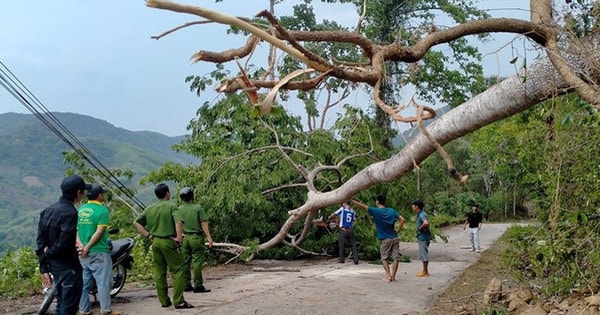 Trú mưa dưới gốc cây, 3 phụ nữ bị sét đánh tử vong. Ảnh: TL