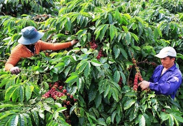 người trồng cả phê, hồ tiêu kỳ vọng giá cà phê, giá tiêu tăng. Ảnh minh họa