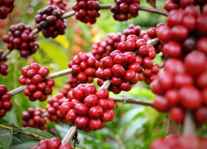 Giá cà phê trong nước tăng nhẹ. Ảnh minh họa.