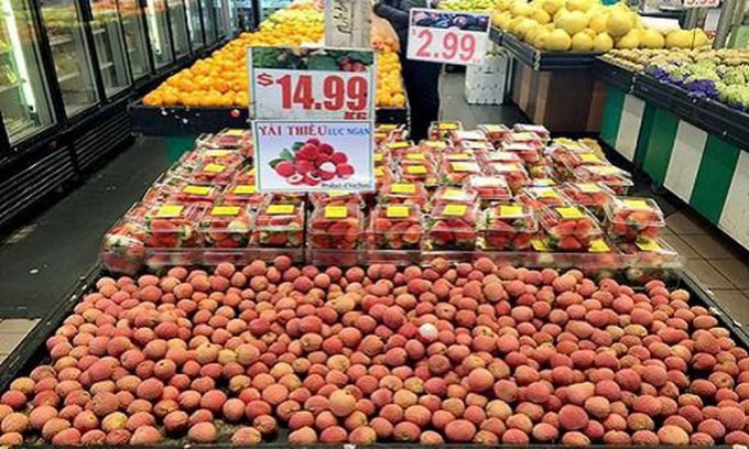 Mở đường xuất ngoại vải tươi sang Nhật. Ảnh: TL