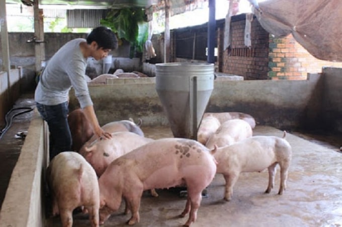 Hiện còn ít địa phương có giá dưới 95.000 đồng/kg. Ảnh minh họa