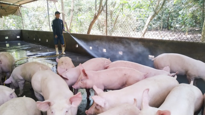 Giá heo hơi hôm nay tại miền Bắc lập đỉnh 100.000 đồng/kg. Ảnh minh họa.