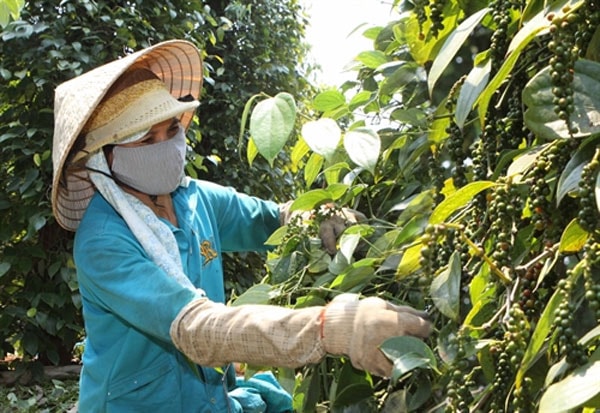 Giá tiêu Tây Nguyên, miền Nam tăng 500 đồng/kg tại Đồng Nai. Ảnh minh họa.
