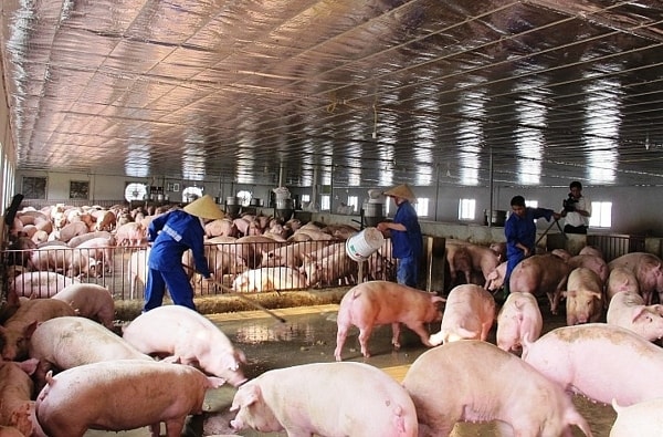 Chỉ trong vòng 1 tháng, giá heo hơi trên thị trường đã tăng 15.000 đồng/kg. Ảnh minh họa