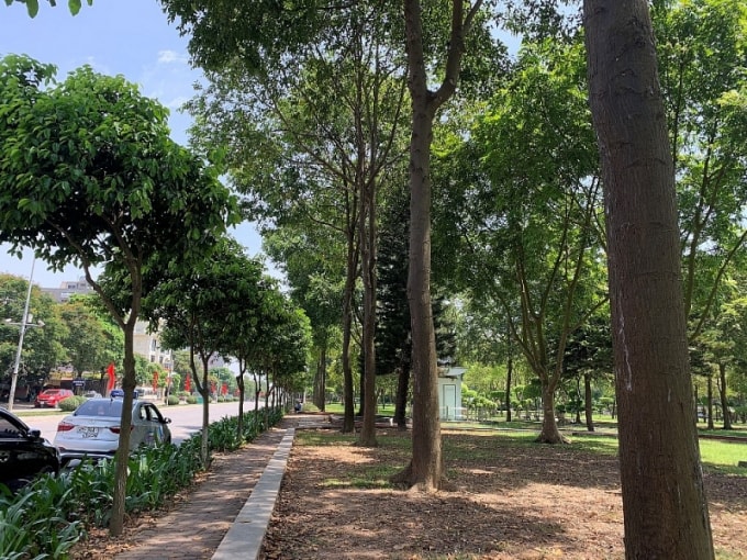 Những cây sao đen đầu tiên được Chủ tịch Quốc hội Nguyễn Thị Kim Ngân trồng sinh trưởng và phát triển tốt.