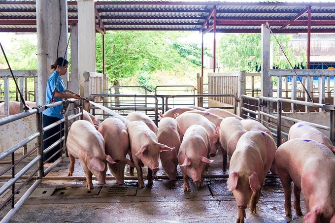 Trang trại nuôi heo ở miền Nam. Ảnh: Vissan.