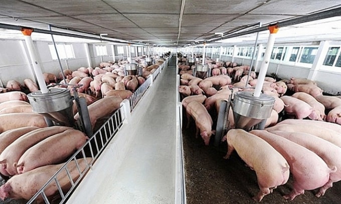 Giá heo hơi hiện đang dao động trong khoảng từ 93.000 - 100.000 đồng/kg. Ảnh minh họa.