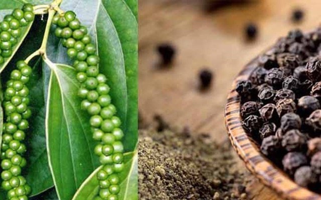 Giá hồ tiêu liên tục tăng, kỳ vọng giá tiêu tuần này tăng mạnh. Ảnh: TL