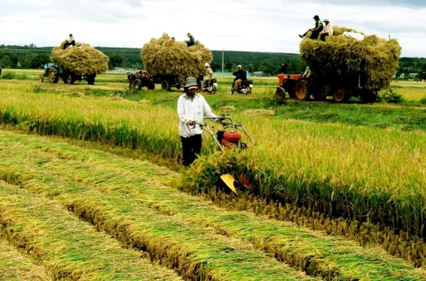 Miễn thuế sử dụng đất nông nghiệp giúp người nông dân cải thiện đời sống, có thêm vốn tái đầu tư phát triển sản xuất nông nghiệp. Ảnh minh họa