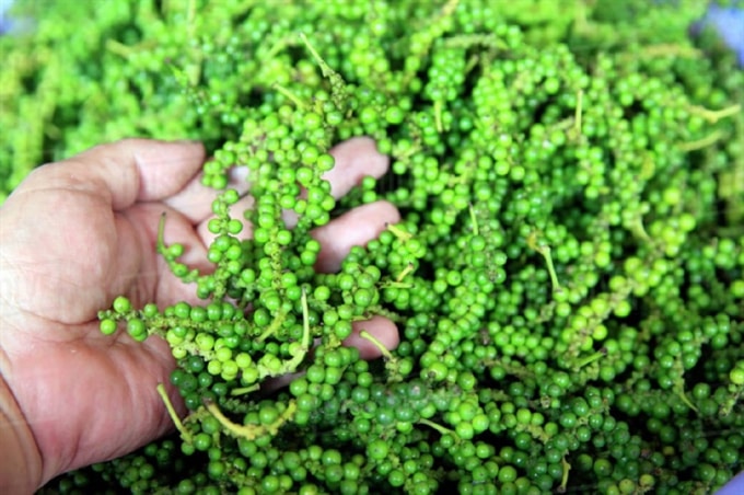 Giá hồ tiêu hôm nay 26/5 bất ngờ tăng sốc 1.500 đồng/kg. Ảnh: TL