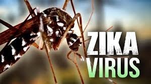 Muỗi là tác nhân gây ra bệnh sốt xuất huyết và bệnh do virus Zika. Ảnh: TL