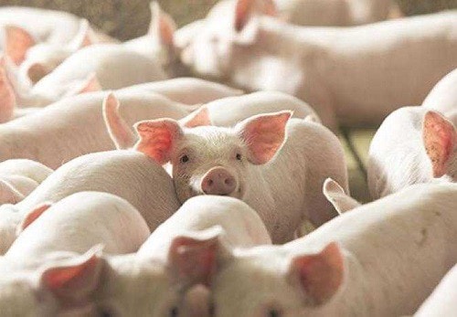 Giá heo hơi vẫn chưa có dấu hiệu chững lại. Ảnh: TL