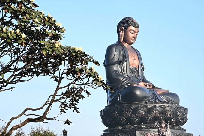 Hoa đỗ quyên Fansipan.