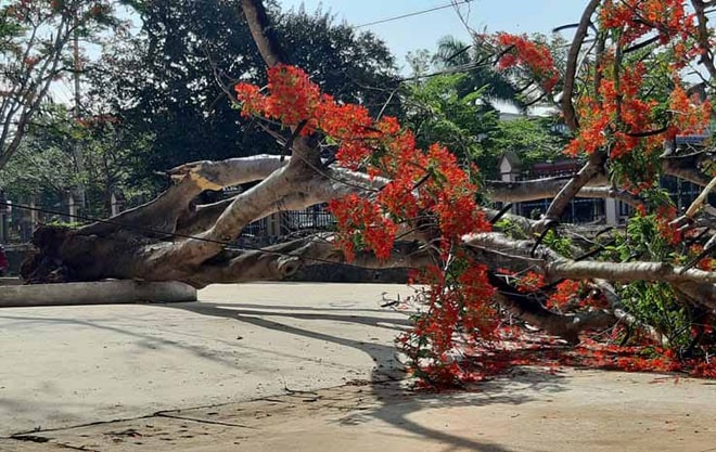 Cây phượng đổ trong sân trường. Ảnh: T.N.