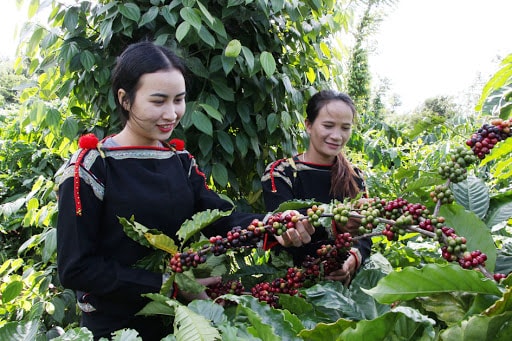 Lần đầu trong tháng 5, giá cà phê giảm ba phiên liên tiếp. Ảnh minh họa.