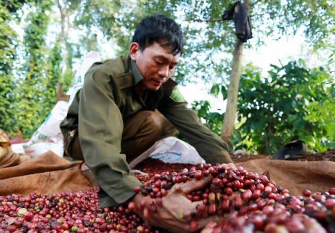 Giá cà phê hiện giao dịch quanh ngưỡng 31.000 đồng/kg. Ảnh minh họa.