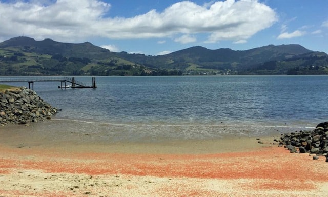Một đoạn bãi cát ở Otago (New Zealand) chuyển màu đỏ rực bởi xác hàng triệu con tôm hùm phủ kín.