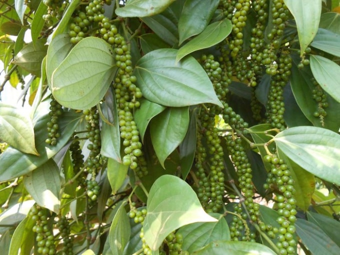 Giá tiêu hôm nay cao nhất ở ngưỡng 55.500 đồng/kg được ghi nhận ở Bà Rịa - Vũng Tàu. Ảnh: TL