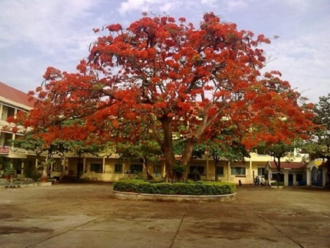 cay-phuong-vi