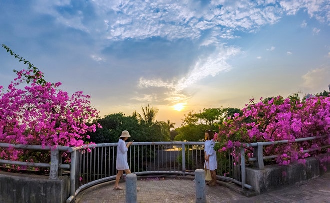 Cây cầu hoa giấy thời điểm này đang bắt đầu nở rộ, tím rực cả một vùng trời. (ảnh Thanh Niên)