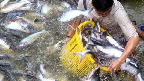 Doanh nghiệp xuất khẩu cá tra trước đây vốn “cưỡi sóng vượt gió” để chinh chiến những nấc thang của ngành kinh tế “tỷ đô”, giờ đây lại phải chật vật, xoay xở để để duy trì hoạt động.