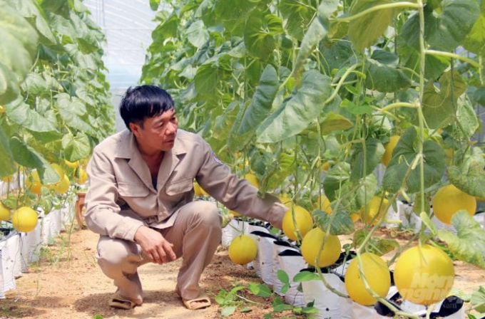 Nhiệm kỳ 2020 – 2025, nông nghiệp Thanh Hóa phấn đấu tăng giá trị sản xuất bình quân 2,9%/năm. Ảnh: V. Dũng