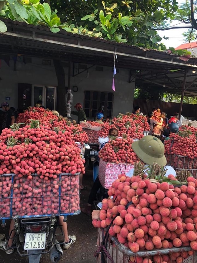 Nhân dân Lục Ngạn đang vào mùa vải chính vụ. Ảnh: Dương Lâm