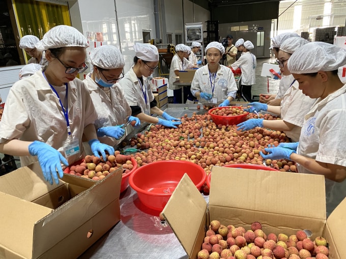 Những quả vải xuất đi Nhật Bản đang được công nhân sơ chế. Ảnh: Dương Lâm