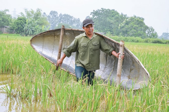 Anh nông dân Nguyễn Anh Đài ở thôn Thọ Khánh, xã Hợp Thịnh (Tam Dương, Vĩnh Phúc) vác thuyền trên lưng, dùng thuyền băng qua các ruộng bỏ hoang.