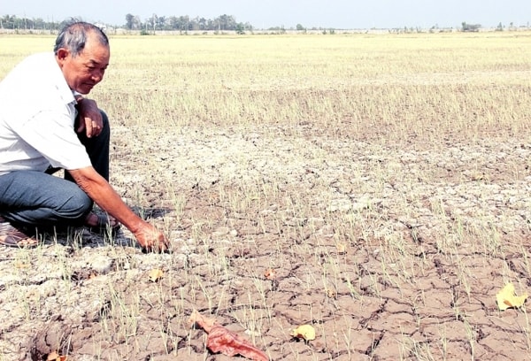 Hạn hán, xâm nhập mặn đã ảnh hưởng đến 10/13 tỉnh Đồng bằng sông Cửu Long