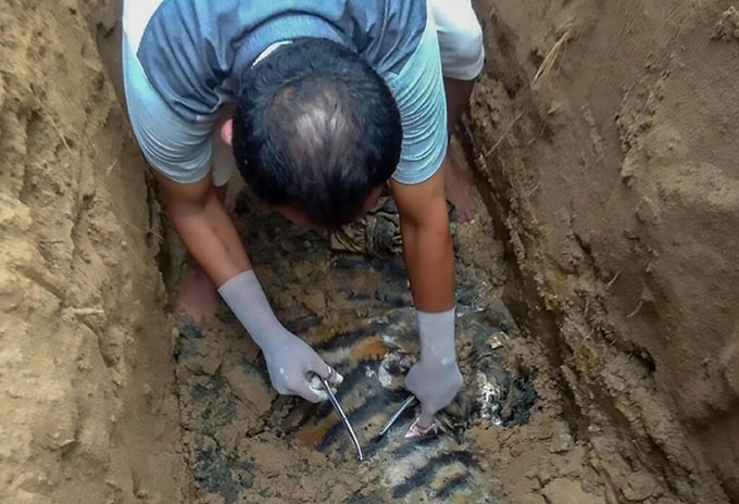 Xác hổ Sumatra được tìm thấy tại vườn quốc gia Batang Gadis.