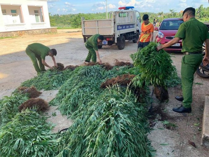 Lực lượng chức năng thu giữ số cây cần sa trên rẫy của Bùi Trung Kiên.