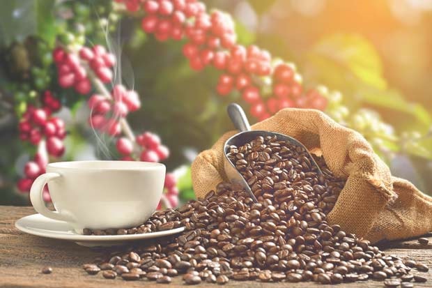Giá cà phê giảm liên tiếp trong những ngày qua. Ảnh: TL.