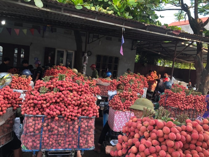 Những trái vải chín mọng được tiêu thụ hết dù thời tiết nắng nóng. Ảnh: Thuỷ Tiên