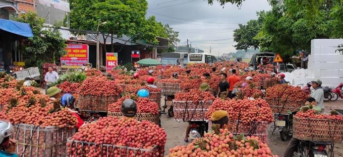 Người dân tấp nập đi giao thương tại vựa vải thiều Lục Ngạn. Ảnh: Thuỷ Tiên