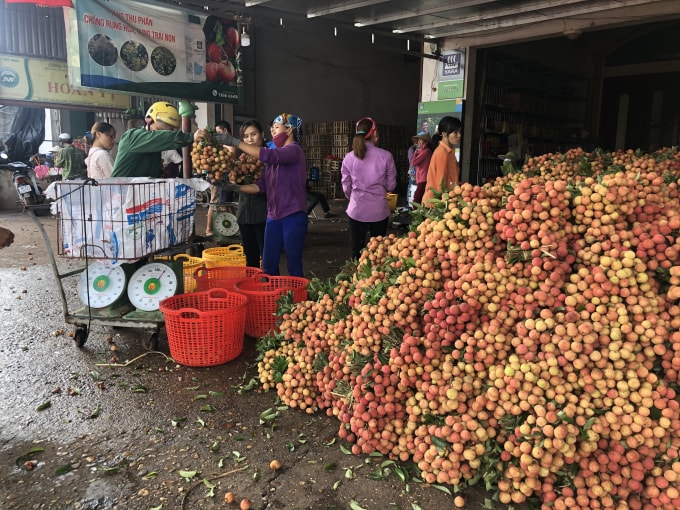 Các điểm cân vải tại Huyện Lục Ngạn. Ảnh: Thuỷ Tiên