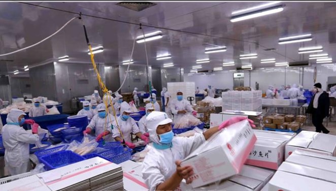 Đóng gói sản phẩm cá tra fillet của công ty IDI