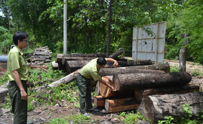 Cán bộ kiểm lâm kiểm tra số lượng gỗ tịch thu được.