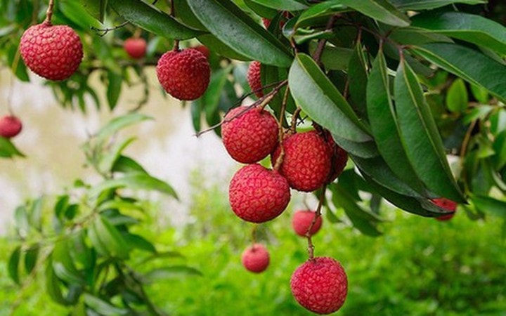 ảnh 1