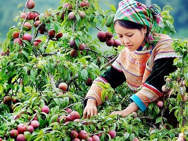 Phát triển trồng trọt cây ăn quả là thế mạnh của tỉnh Sơn La