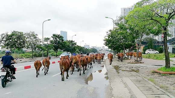 Hà Nội cấm nuôi gia súc, gia cầm trong đô thị. Ảnh: TL.