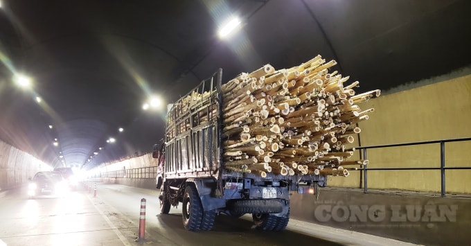 Xe chở Keo tràm vượt quá chiều dài đi qua hầm Phú Gia qua chốt tuần tra của Trạm CSGT Phú Lộc để về cảng Chân Mây (ảnh: Cái Văn Long)