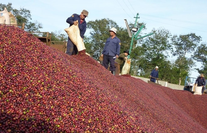 Giá cà phê hôm nay ngày 9/7 tăng thêm 100 đồng/kg so với phiên giao dịch hôm qua. Ảnh minh họa.