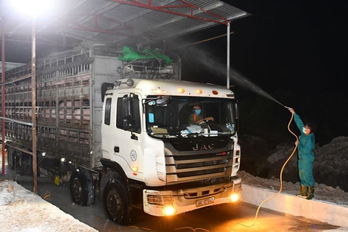 Thực hiện đồng bộ các giải pháp ngăn chặn hoạt động buôn lậu trái phép lợn và các sản phẩm từ lợn qua biên giới. Ảnh: TL
