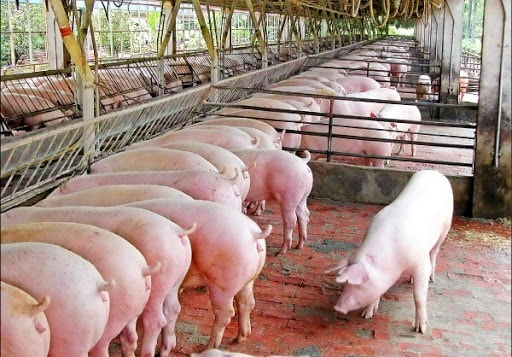 Giá heo các tỉnh phía Bắc ghi nhận mức giảm nhẹ từ 1.000 - 2.000 đồng/kg so với ngày hôm qua. Ảnh minh họa.