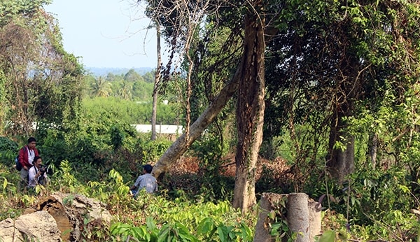Một số cây rừng bị đốn hạ thuộc trách nhiệm của ông Trần Văn Mùi. Ảnh: baodongnai.com.vn