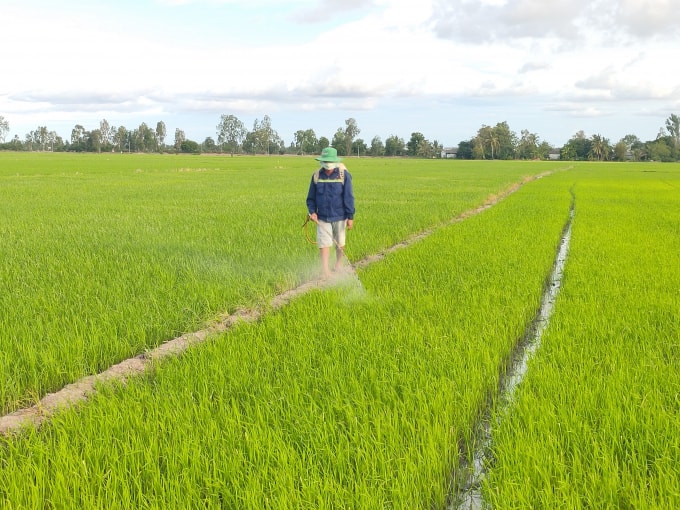 Bạc Liêu triển khai xây dựng mô hình thí điểm canh tác giống lúa ST24 và ST25 tại các vùng sản xuất lúa ổn định. (Ảnh: Minh Luân)